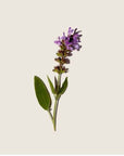 快樂鼠尾草精油 Clary Sage Essential Oil(10ml)